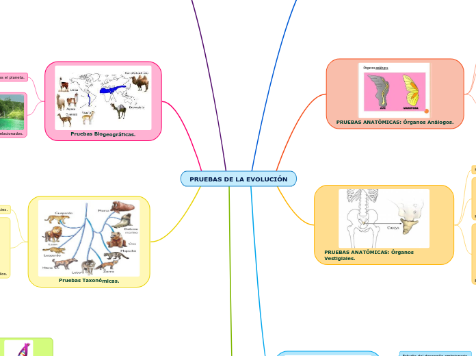 PRUEBAS DE LA EVOLUCIÓN - Mind Map